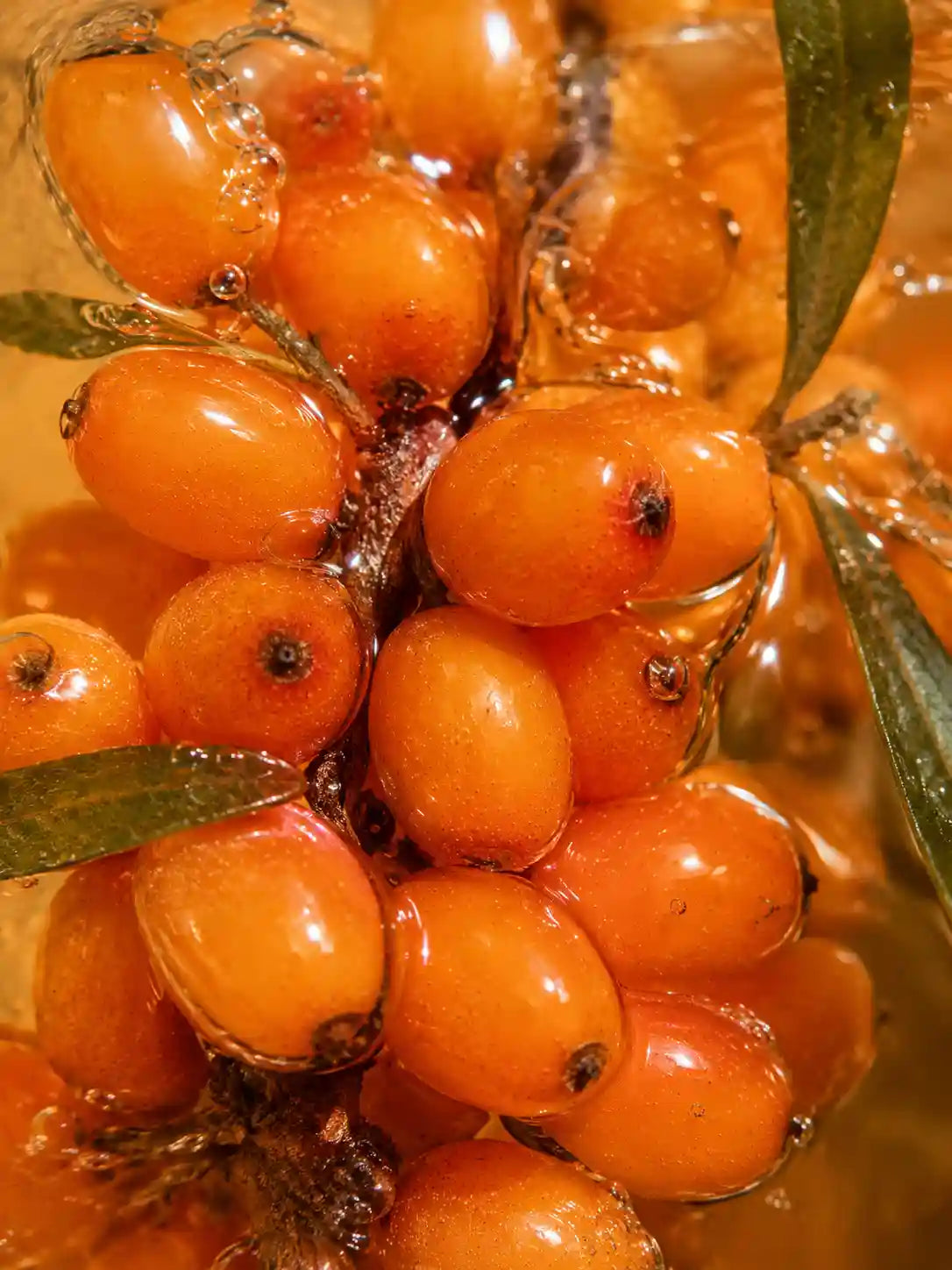 Crème de Nuit Hydratante aux Céramides HOLIAĒ – mise en scène des ingrédients