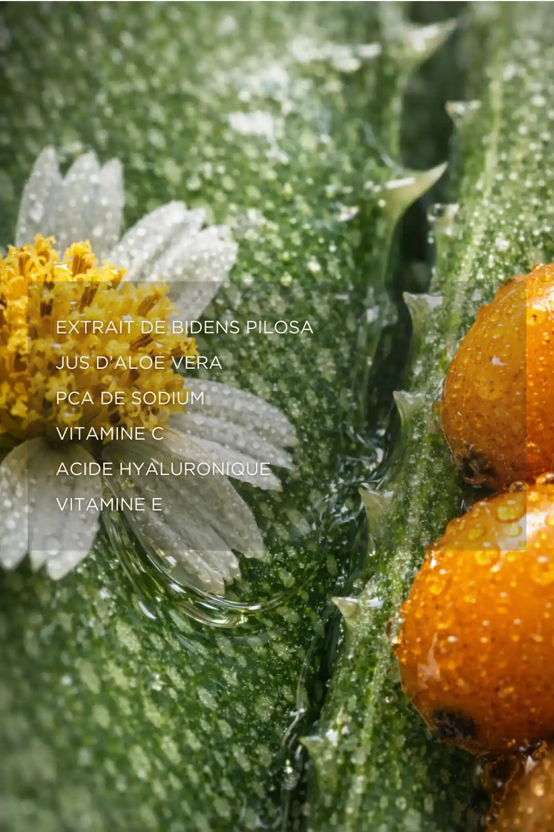 Crème hydratante anti-âge aux extraits de bidens pilosa aloe vera et actifs naturels