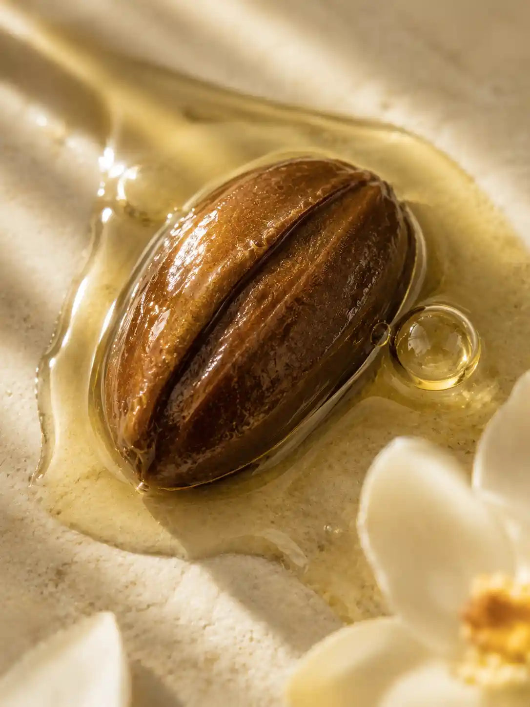 Sérum Bakuchiol Anti-Rides HOLIAĒ – mise en scène des ingrédients